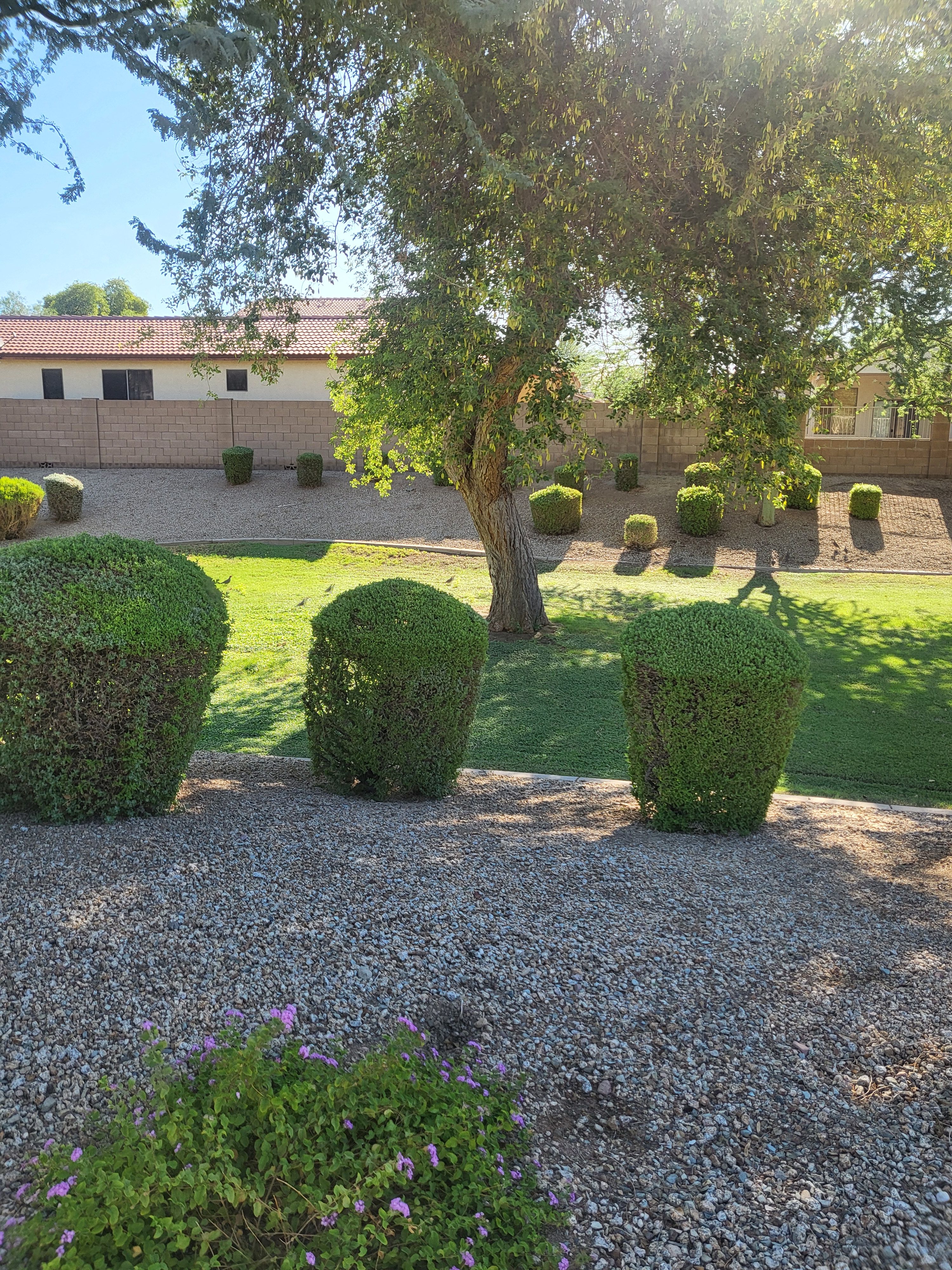 Shrub Removal and maintenance